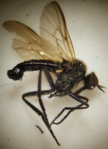 Rhamphomyia sulcata
